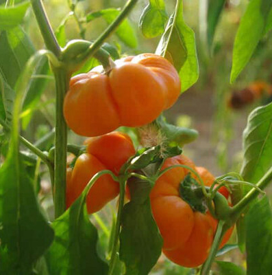 Magus pipar Mandarine, оранжевый болгарский перец Мандарин для фарширования